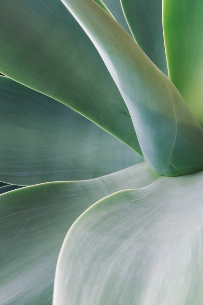 Agave BD