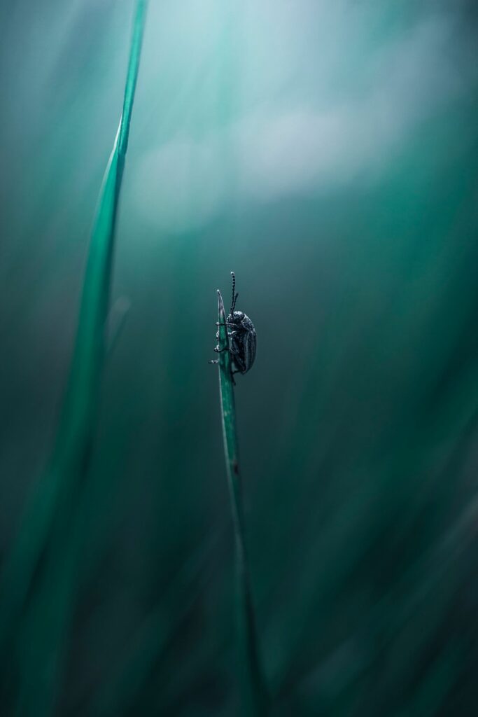 Insecte herbe BD
