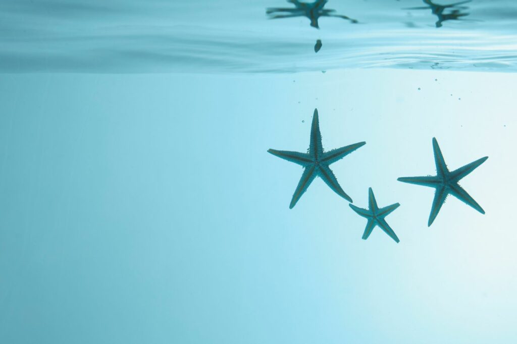 étoiles de mer BD